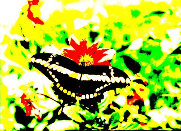 [borboleta.bmp]