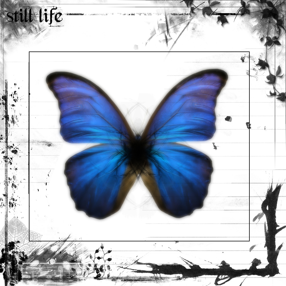 [butterfly11111.jpg]