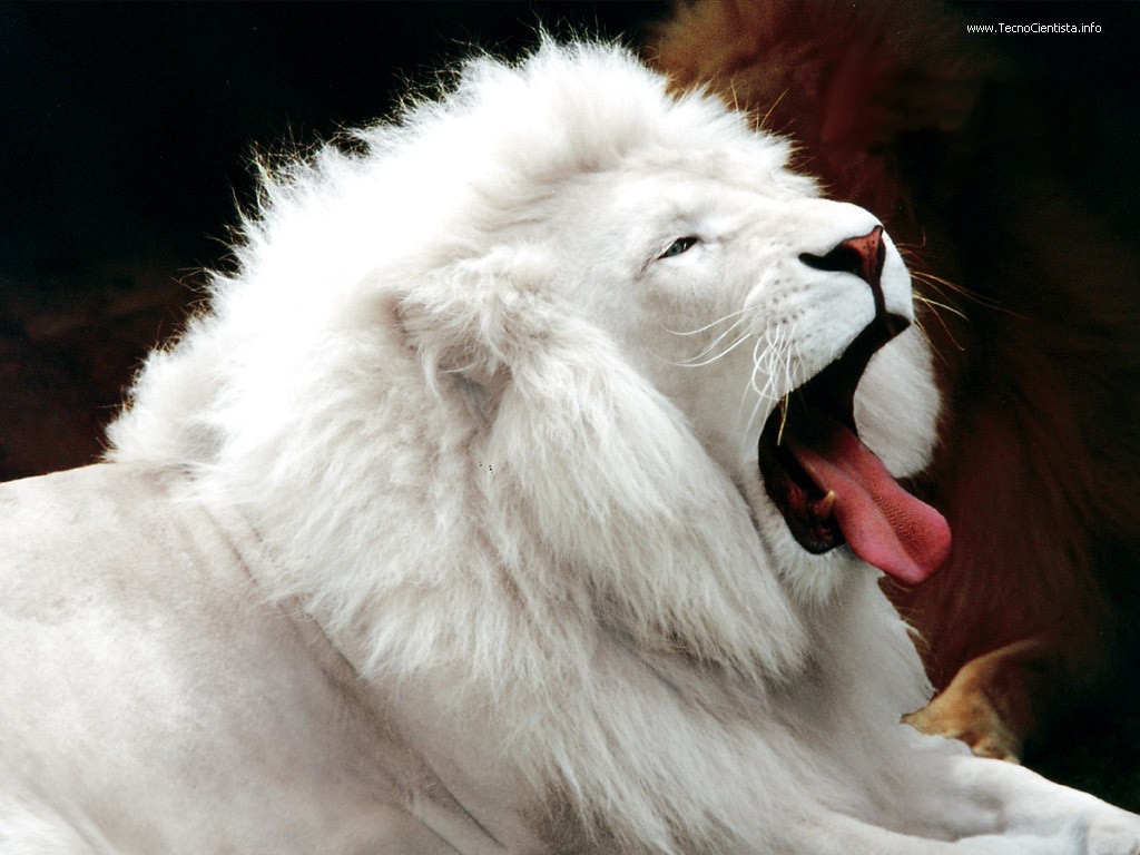 [White_Lion.jpg]