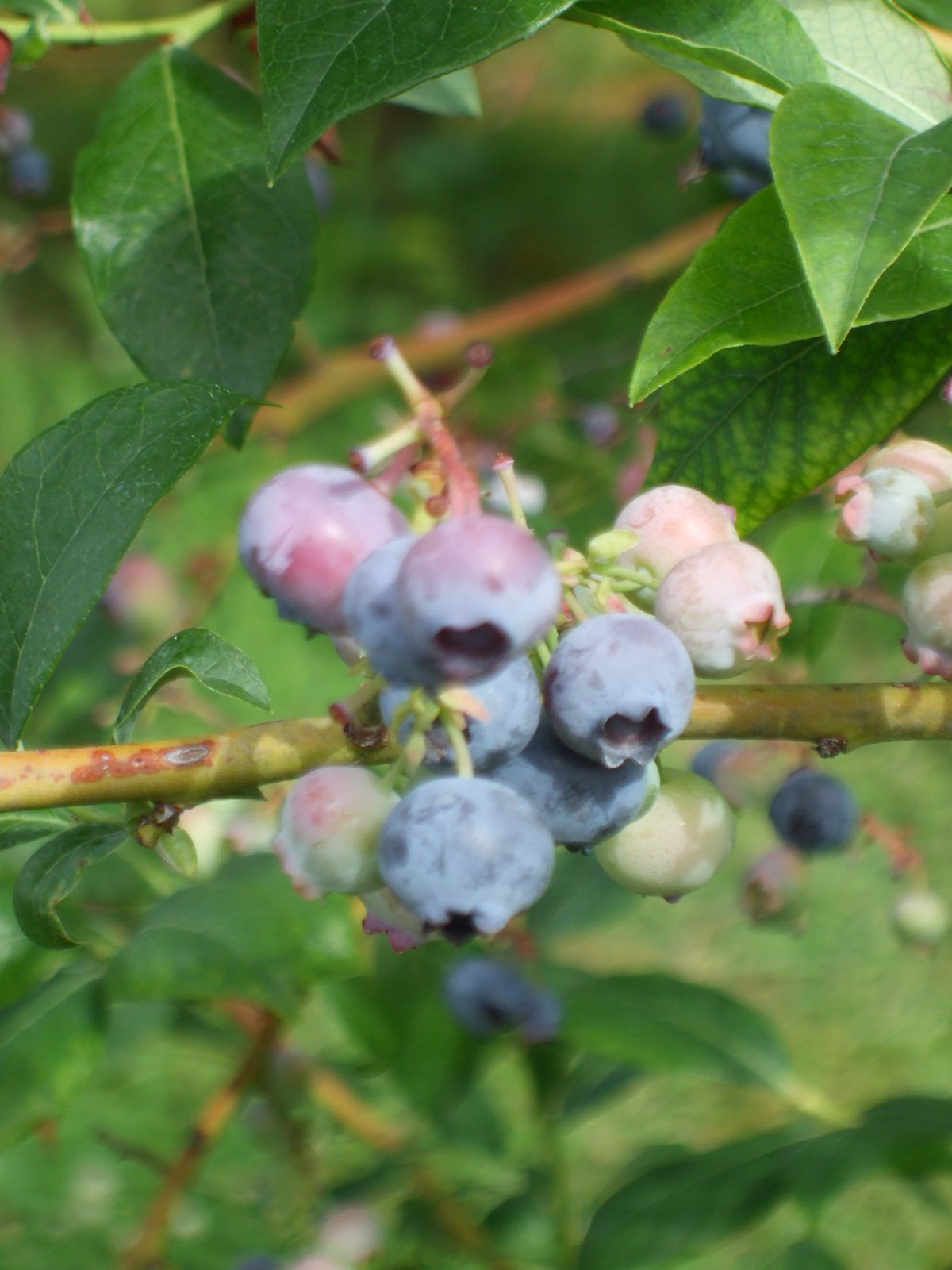 [blueberry+picking+8-2-08+002.JPG]