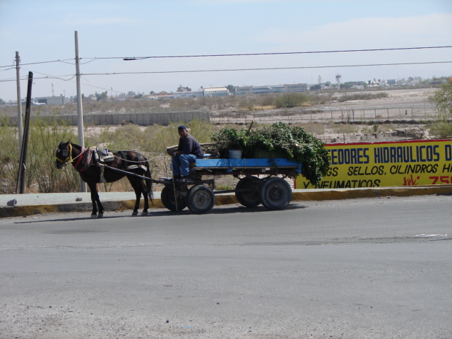 [Torreon+Donkey+cart.JPG]