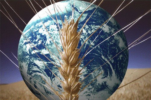[Global+food+crisis-globe+with+stalk+of+wheat+pic.bmp]