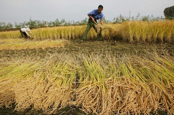 [Rice+fiedl+with+farmer+Pic.bmp]