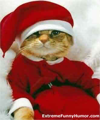 [santa+cat.jpg]