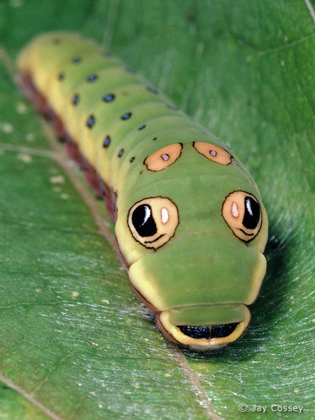 [lagarta+spicebush+swallowtail+caterpillar.jpg]