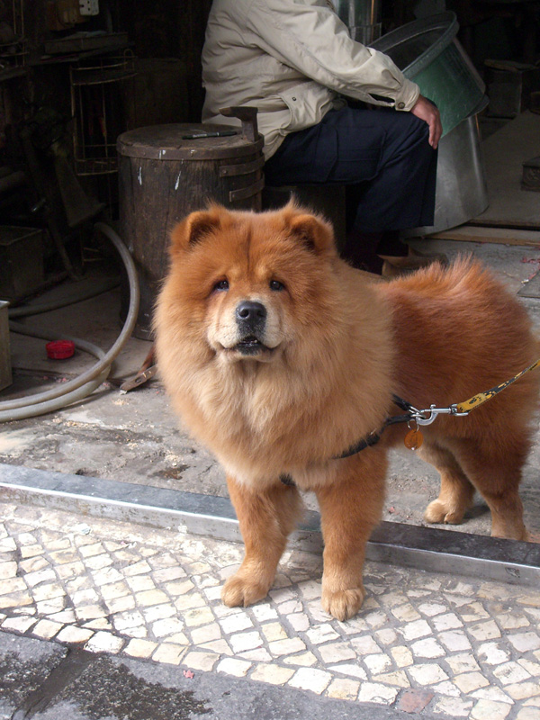 [Macau+dog2.jpg]