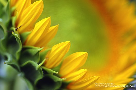[sunflowerpetalswebcc.jpg]