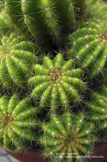 [cactus108webcc.jpg]