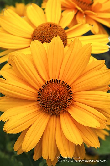 [sunflowerfalse2webcc.jpg]