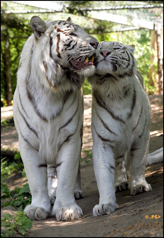 [white+tigers.jpg]