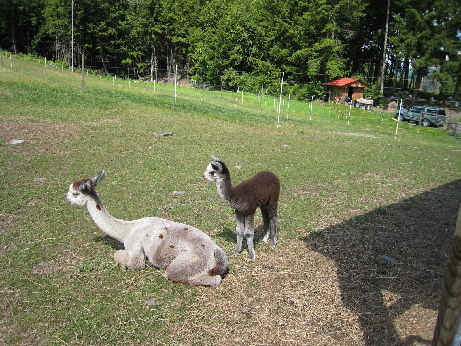[Ibiwisi+alpaca+farm+001.jpg]