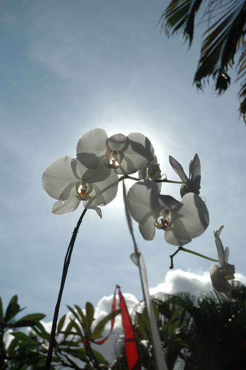 [orchid_Blog.jpg]