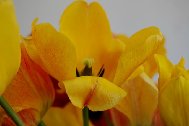 [tulipan+amarillo.jpg]