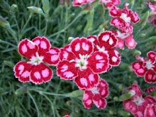 Dianthus-"Pinks"/"Cottage Pinks"