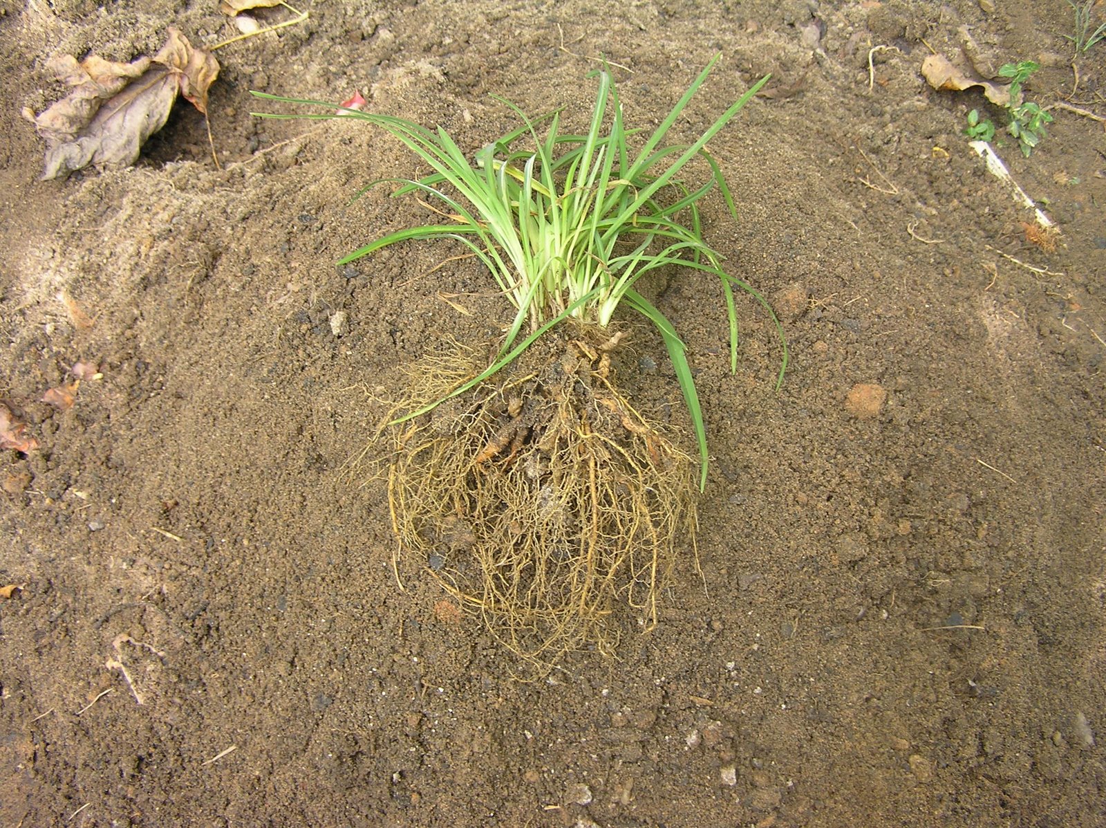 Roots of daylily potted six months