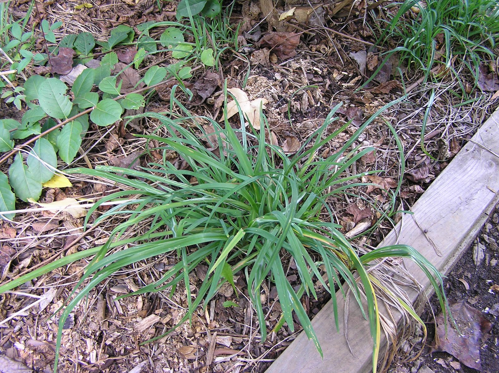 Mature daylily planted