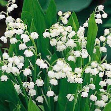 Convallari magalis-Lily-of-the-Valley, Jacob’s Ladder