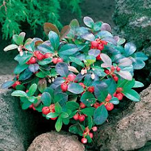 Gaultheria-Wintergreen, Partridge Berry
