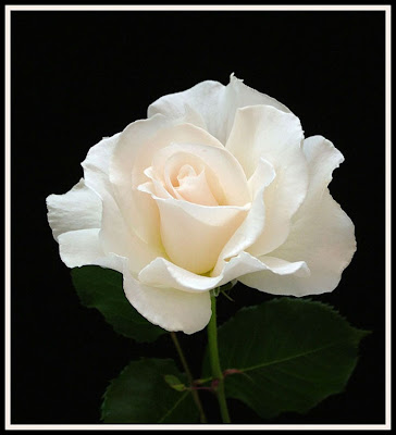 Ruža White+Rose