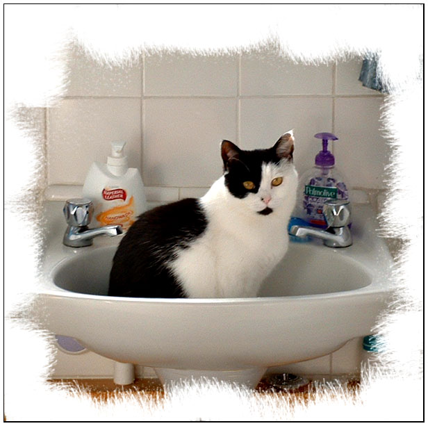 [Rosie+in+Bathroom+Sink.jpg]