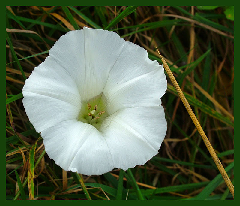 [White-Wild-Flower.jpg]