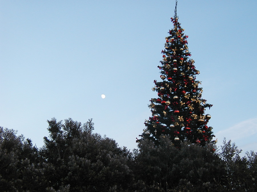 [Christmas+tree+and+moon1.jpg]