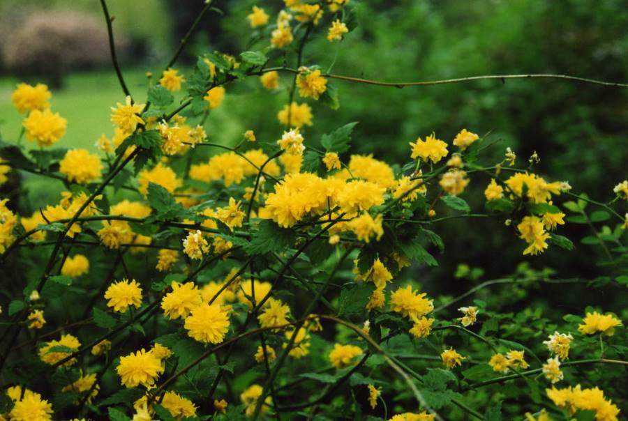 [Yellow+flowers.JPG]