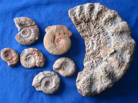 [ammonites3.JPG]