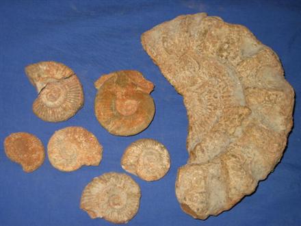 [ammonites4.JPG]