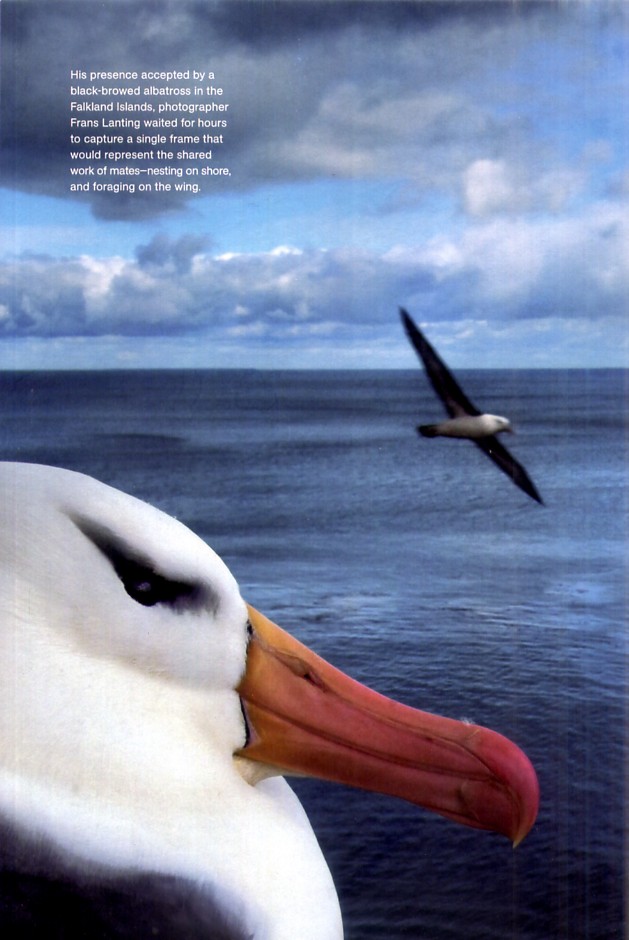 [Albatross1_96.jpg]