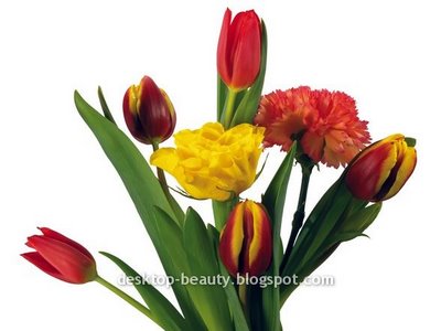 [tulips11.jpg]