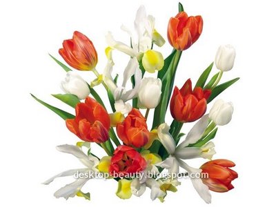 [tulips3.jpg]