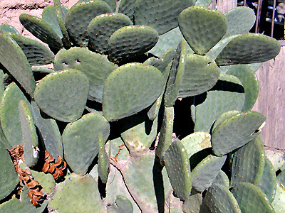 Spineless Cactus - Mesilla