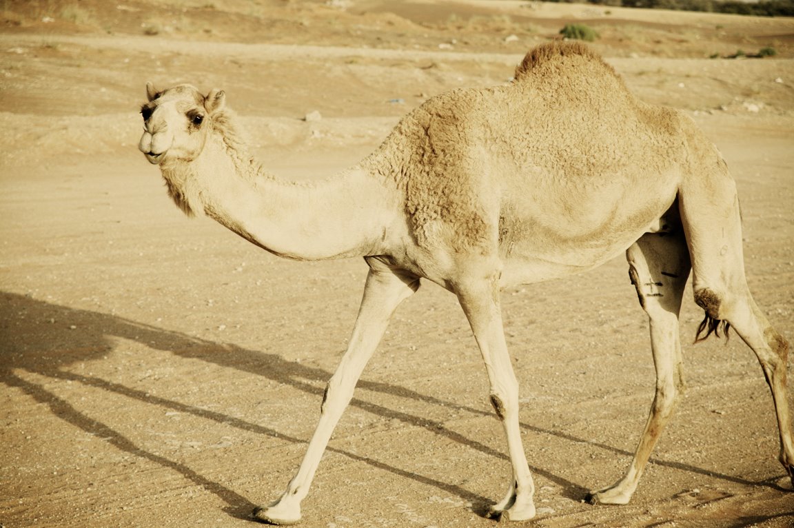 [Camels035.jpg]