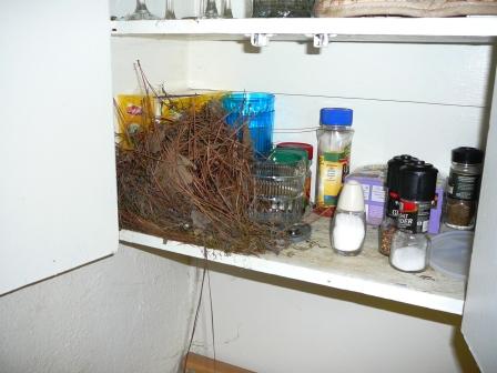 [P1030142+bird's+nest+in+cabinet-767210.JPG]