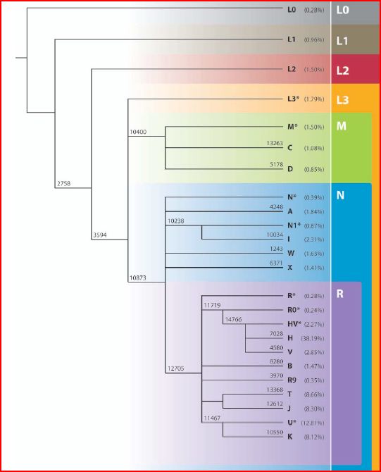 [Genographics+haplogroup+chart.JPG]