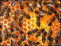 [honey+bees.jpg]