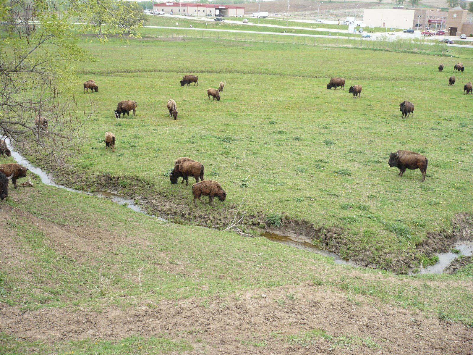 [buffalo+herd+2.jpg]
