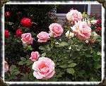 [Rose+Garden.jpg]