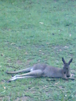 Lazy Kangarooooo.