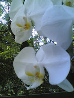 Pretty white orchids. Too bad, they didn't have my favourite Tulips. :(