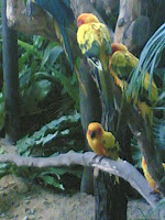More tiny parakeets!!! So adorable!! xDD