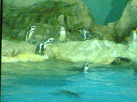 Awww, this are little penguins!