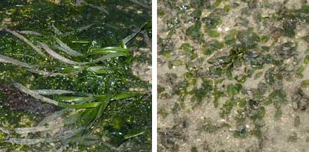 [seagrasses.jpg]