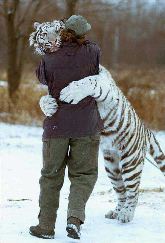 [abrazo+tigre.jpg]