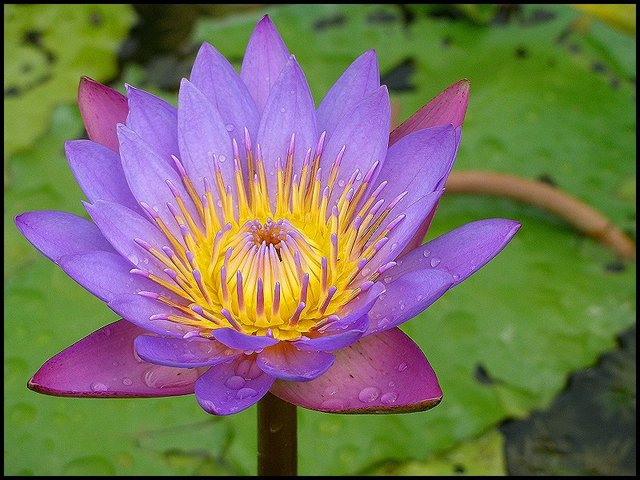 [Cool+Purple+Flower1.jpg]