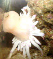 Moni Sr.(Haitian pink-tip anemone)
