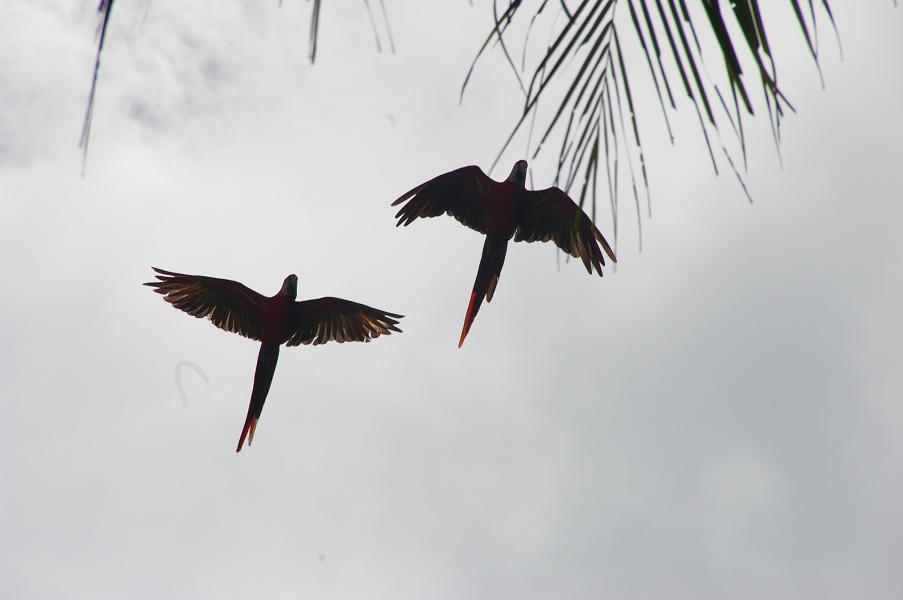 [macaw+in+flight.JPG]