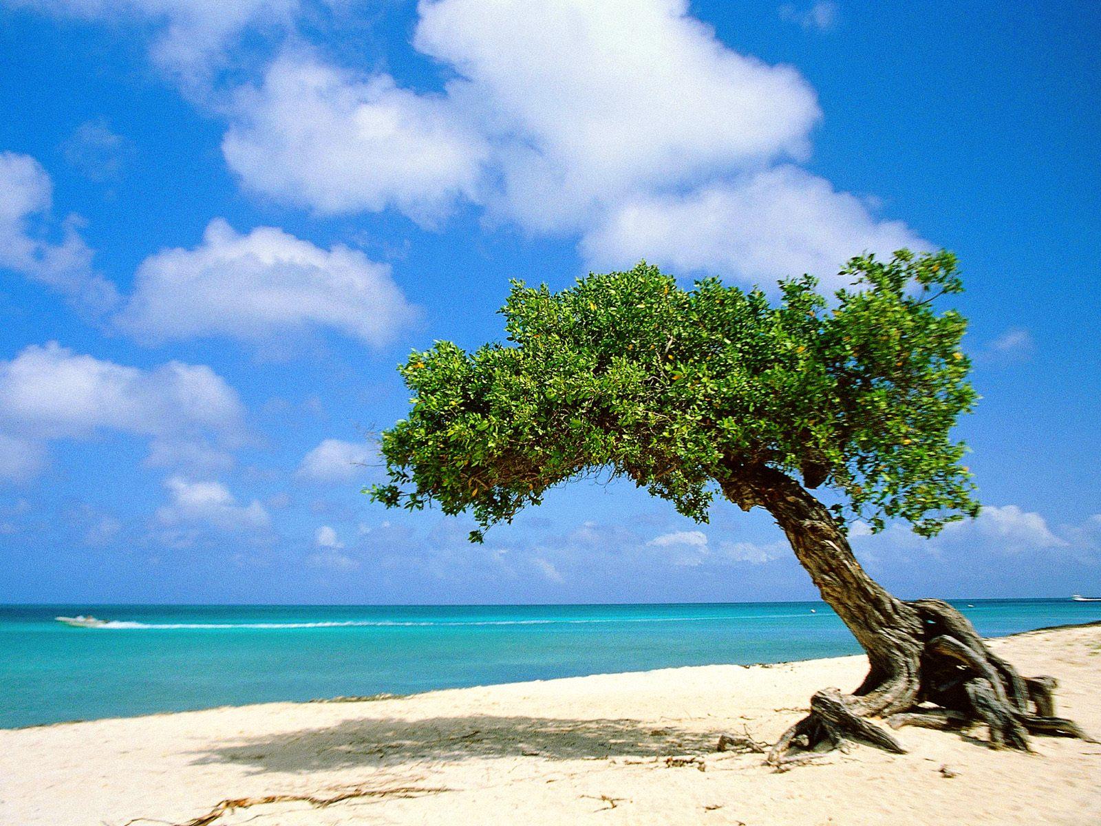 [Divi-divi+Tree,+Aruba.jpg]