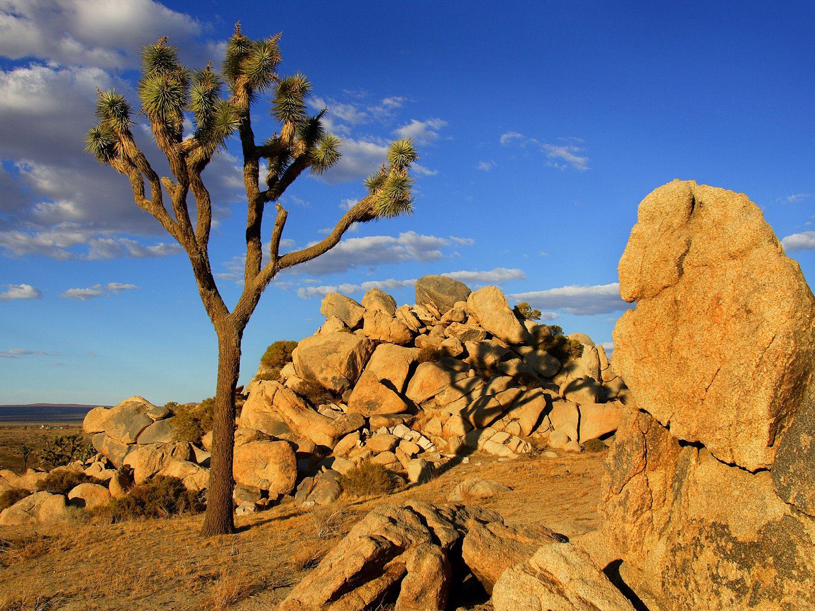 [Joshua+Tree,+Mojave+Desert,+Littlerock,+California.jpg]